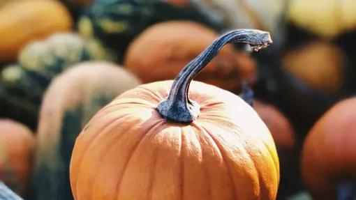 A basket of pumpkins and other freshly picked autumnal vegetables.