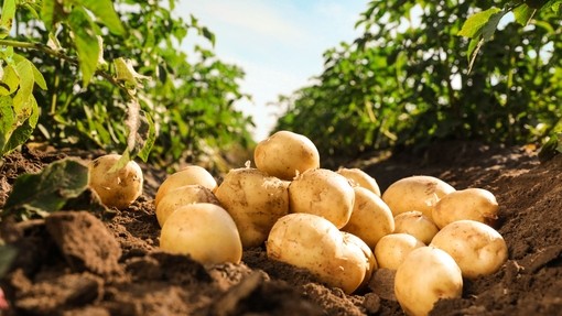 Image shows a stack of potatoes in the middle of a row of green leafy potato plants