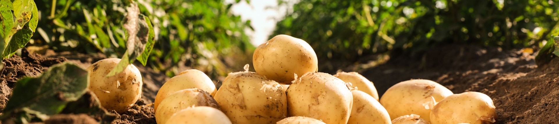 Image shows a stack of potatoes in the middle of a row of green leafy potato plants